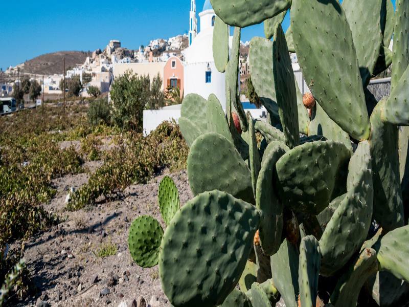 Vineyard Exclusive Suites Akrotiri  Exterior photo